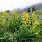 Spoj biciklizma i fitoterapije