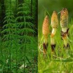 Ko su Javorka i Petar ?