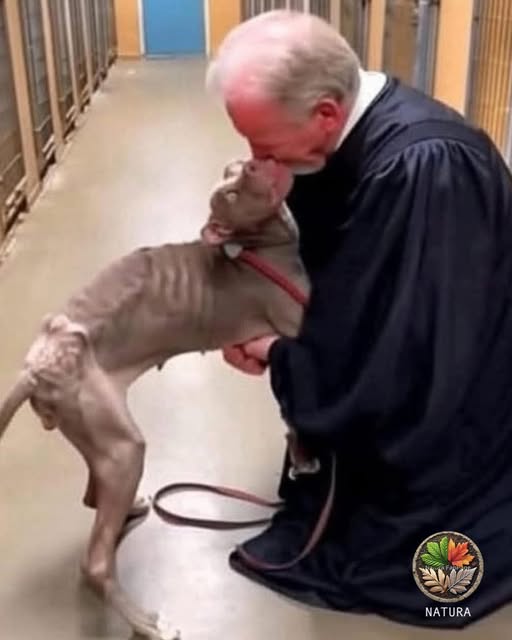 SUDSKI EPILOG ZA MUČENJE PSA