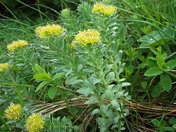 Read more about the article RODIOLA ROSEA
